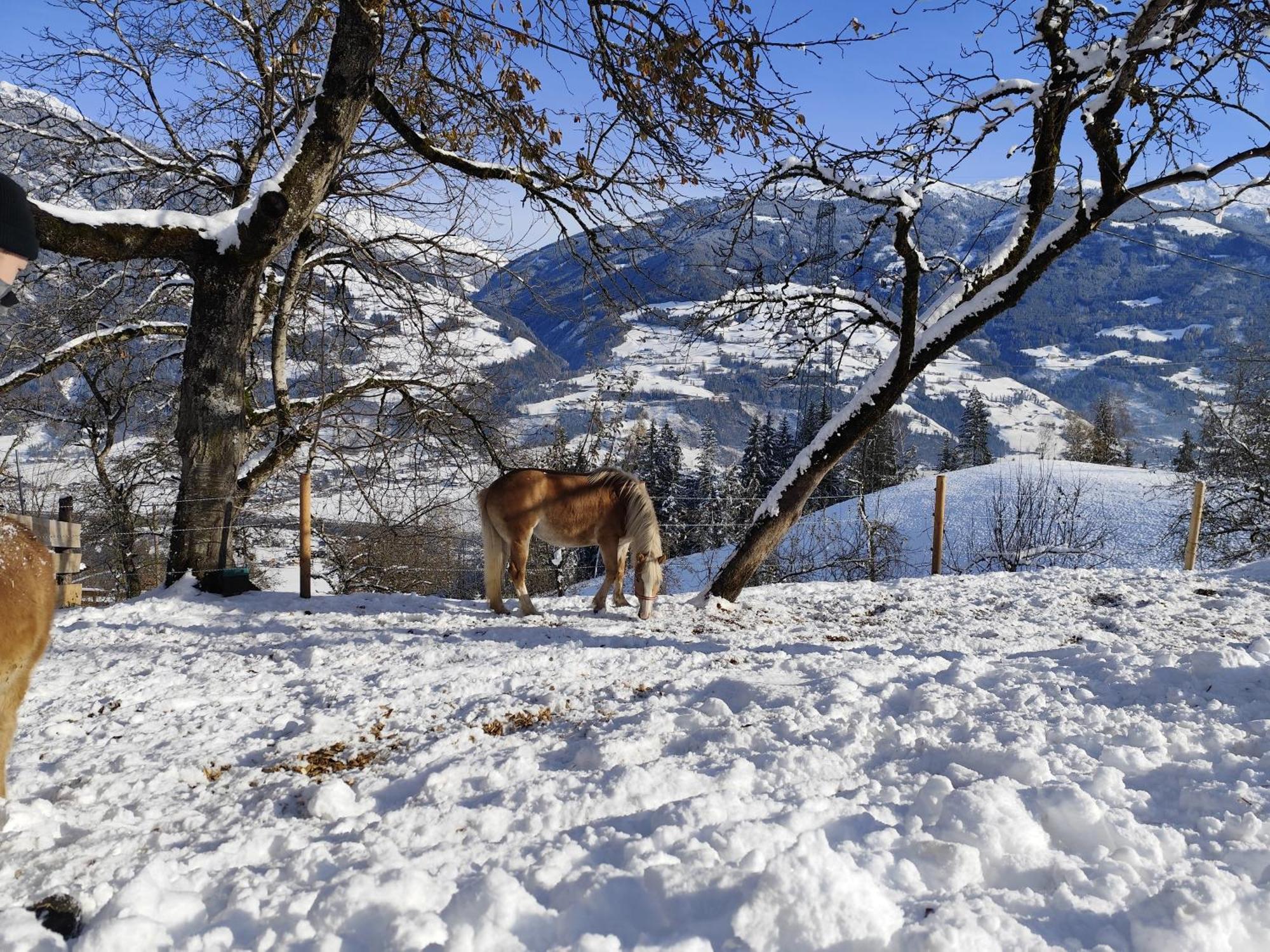 Wieshof Kaltenbach Dış mekan fotoğraf